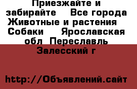 Приезжайте и забирайте. - Все города Животные и растения » Собаки   . Ярославская обл.,Переславль-Залесский г.